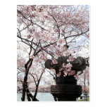 Kirschblüten-Washington DC Postkarten