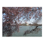 Kirschblüten-Washington DC Postkarten