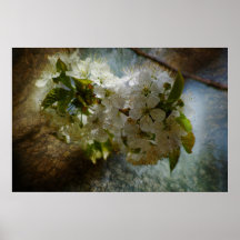 Kirschblüten-Wunder Poster