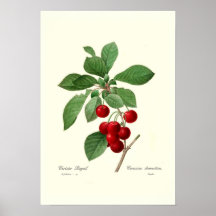 Kirsche Poster