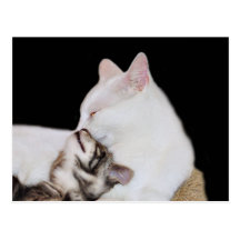 Kitty-Liebe Postkarte