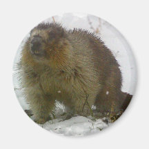 Klassiker Beavers Magneten