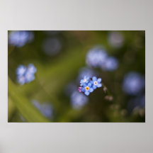 Klein vergessen Sie mich nicht Blume Poster