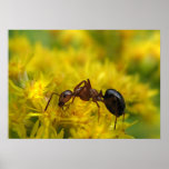 Kleine Ameise auf Goldrute Poster