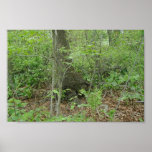 Kleine Bäume und Farne auf Forrest Boden Posterdruck