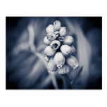 Kleine Birnen-Blumen Postkarte