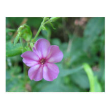 Kleine Blumen-Postkarte