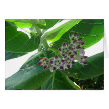 Kleine Blüte Karte