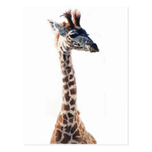 "Kleine Giraffen-" Tier-Tier-Aquarell Postkarten