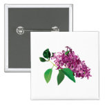 Kleine Gruppe der rosa Fliedern Buttons