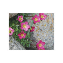 kleine rosa blüten zwischen grauen steinen leinwand drucke