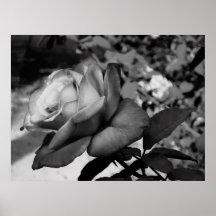 Kleine Rose Posterdruck
