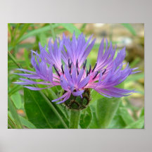 Kleine Sommer-Blume Posterdruck