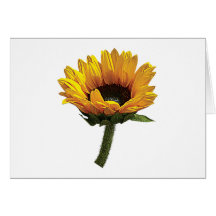 Kleine Sonnenblume Karten