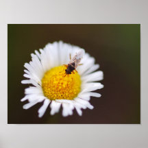 KLEINE WANZE PLAKATE