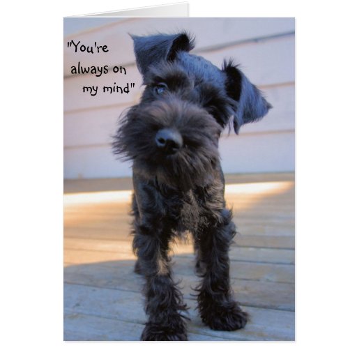 Kleine Zwergschnauzer-Welpen-Gruß-Karte