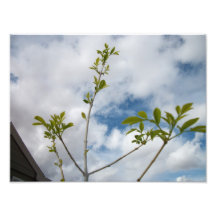 Kleiner Baum Fotografien