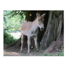 Kleiner Esel Postkarte