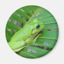 Kleiner grüner Frosch Magnets