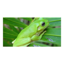 Kleiner grüner Frosch Photokartenvorlagen
