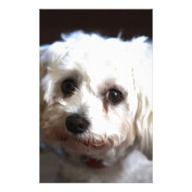 Kleiner süßer Hund Druckpapier
