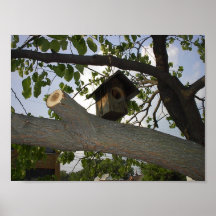 Kleines Vogelhaus, das im Baum hängt Plakate