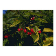 Kletternder Nightshade (Nachtschatten Dulcamara) f Individuelle Einladungskarten