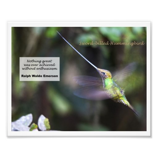 Klinge-berechneter Kolibri Fotos
