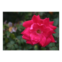Knock-out Rose Kunst Foto