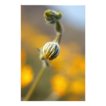 Knospen Kunst Photo