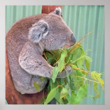 Koala 16"" Plakat x16