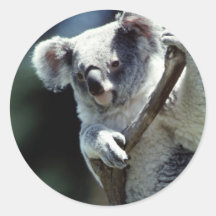 Koala-Aufkleber