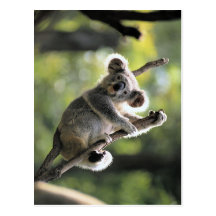 Koala-Bär Postkarte