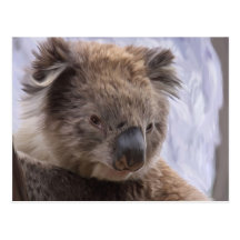 Koala-Bär Postkarten