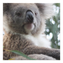 Koala-Bärn-Tatsachen-Einladungen