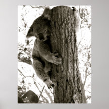 Koala in Sydney, NSW, Australien Plakat