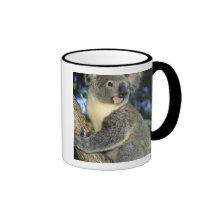Koala, Phascolarctos cinereus), Australien, Teetasse