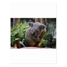 Koala Post Card