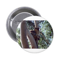 Koalabär buttons