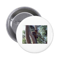 Koalabär buttons