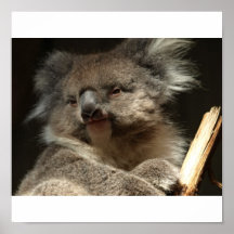 Koalabär Plakat