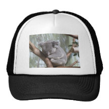 Koalabär Trucker Cap