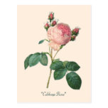 Kohl-Rosen-botanischer Druck Postkarte