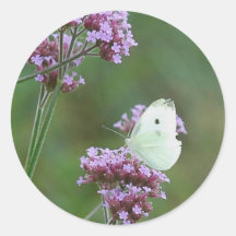 Kohl-Schmetterling Sticker