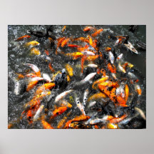 Koi Karpfen, der Raserei füttert Plakat