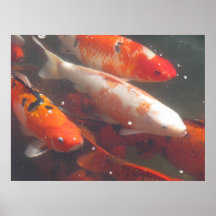 Koi Plakat