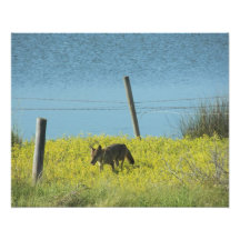 Kojote-Bayou durch Leslie-Paprikaschoten Fotografie