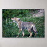 Kojote-Welpe, der in der Sommerwiese heult Plakate