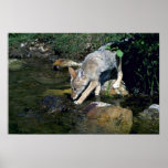 Kojote-Welpe neben Sommerstrom Plakat
