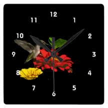 Kolibri auf Zinnias Uhr